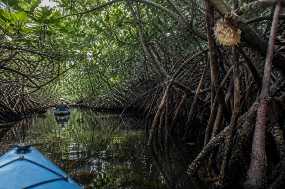 Narrow mangrove channel with still dark water reflecting overhead branches