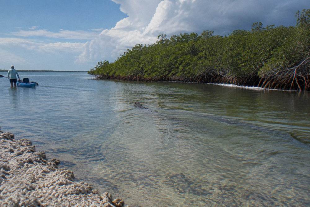 Wide view of a brackish lagoon flats at midday with mangrove shoreline