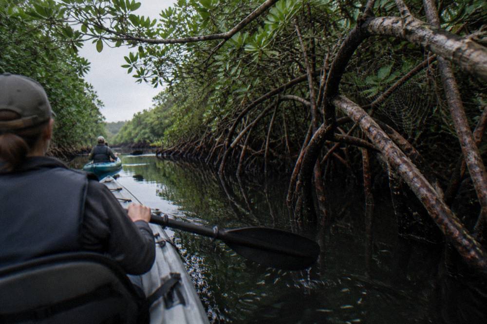 Tandem kayaks gliding through a narrow mangrove tunnel on flat water