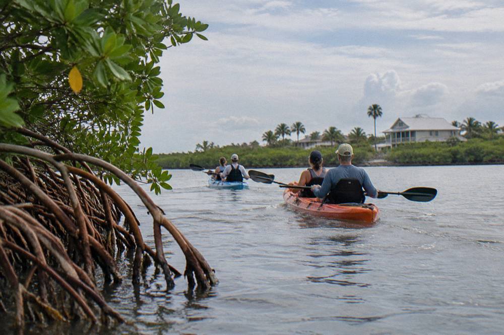 Two tandem kayakers gliding over shallow clear water between mangrove roots