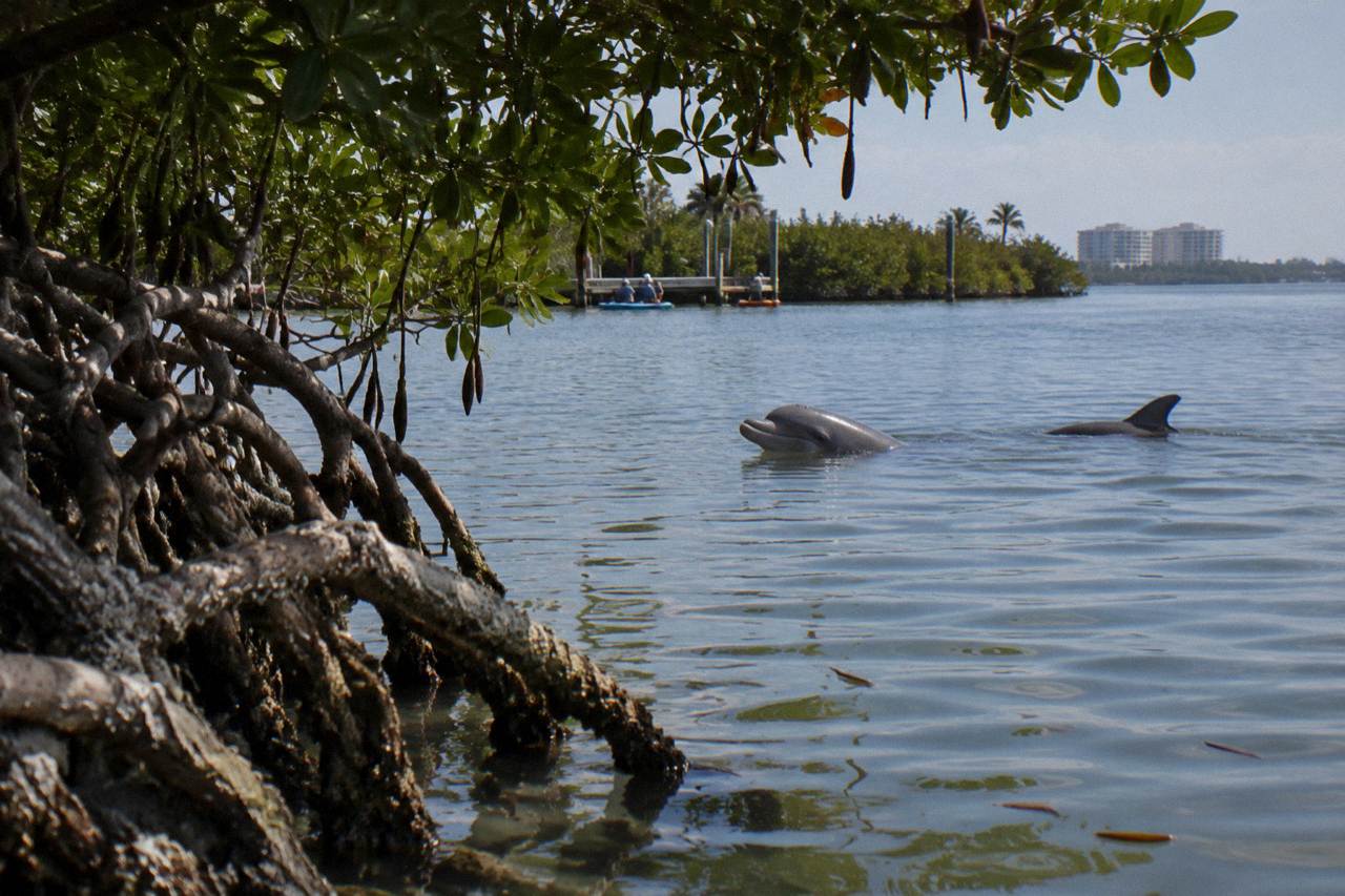 Bottlenose dolphins surfacing in calm lagoon water near a mangrove shoreline