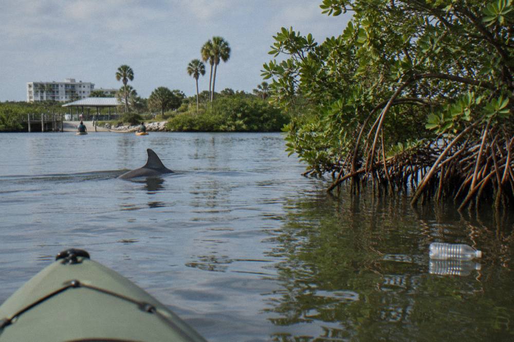 A dolphin dorsal fin cutting a wake in flat lagoon water at midday