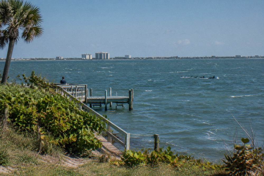 A pod of dolphins surfacing in open lagoon water seen from a distance