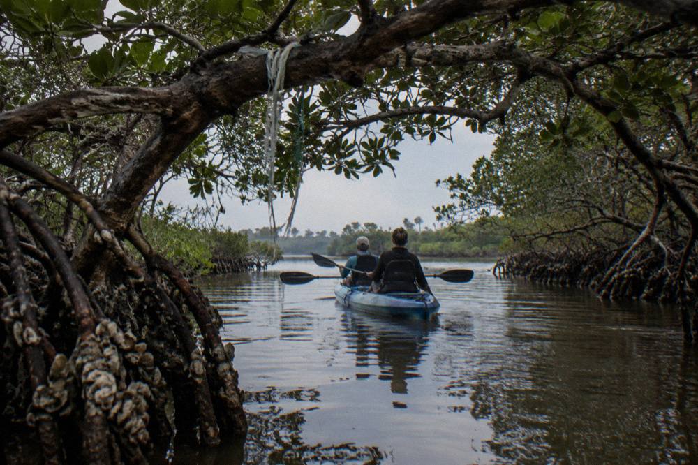 A tandem kayak gliding through a narrow mangrove tunnel on a calm afternoon