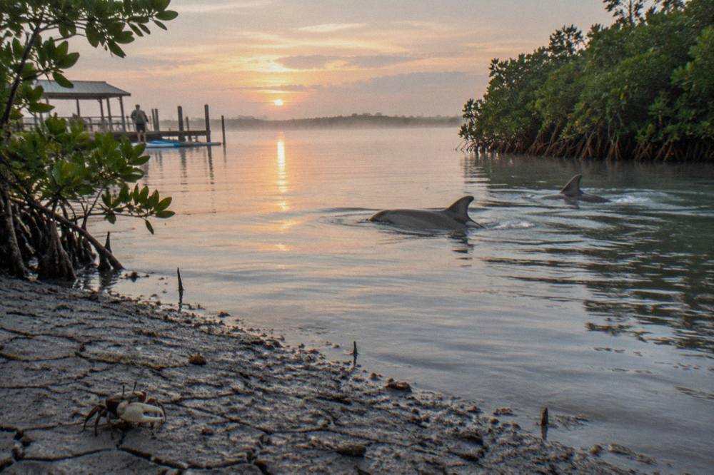 Bottlenose dolphins surfacing in calm lagoon water beside a mangrove shoreline