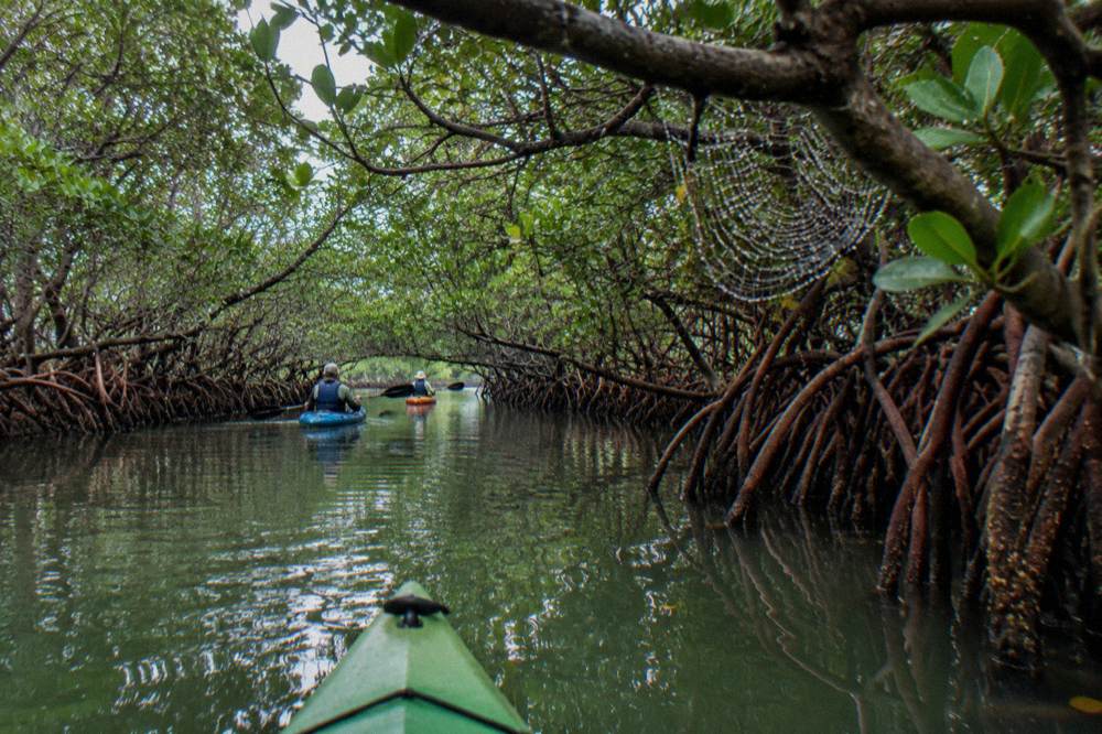 A guided kayak group paddling a narrow mangrove tunnel in calm green water
