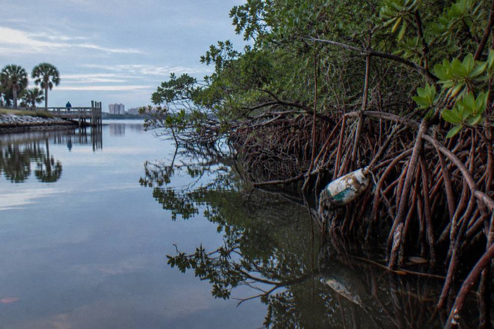 A quiet lagoon channel between mangroves with still morning water