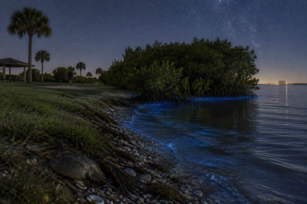 Glowing blue ripples spreading across dark water beside a mangrove edge under a starry sky