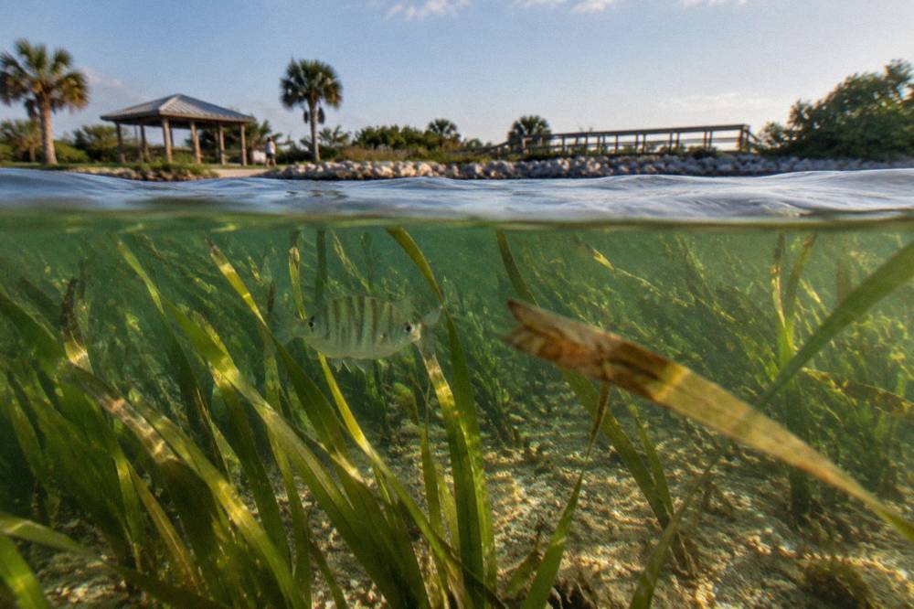 Underwater view of a lush seagrass meadow swaying in clear lagoon water