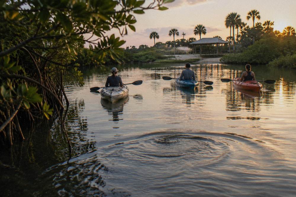 A small group of kayakers resting paddles while watching manatees from a distance in a mangrove channel