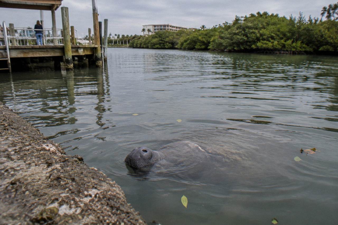 A manatee surfacing in calm green lagoon water beside a sea wall