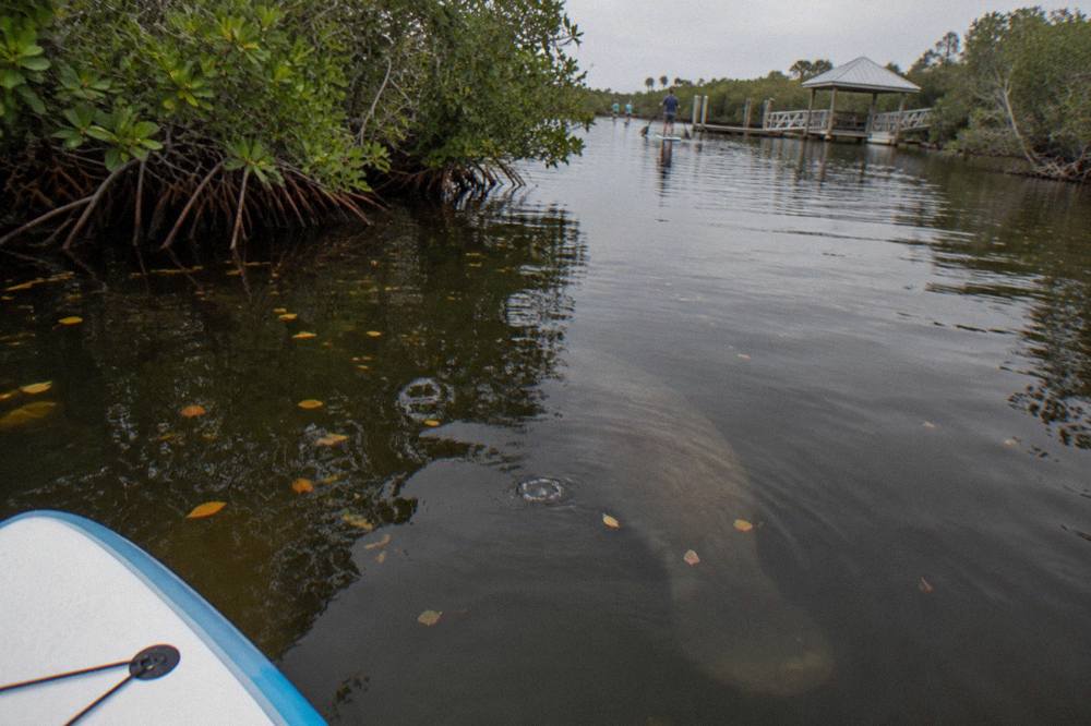 A manatee swimming just below the surface in a mangrove-lined lagoon channel