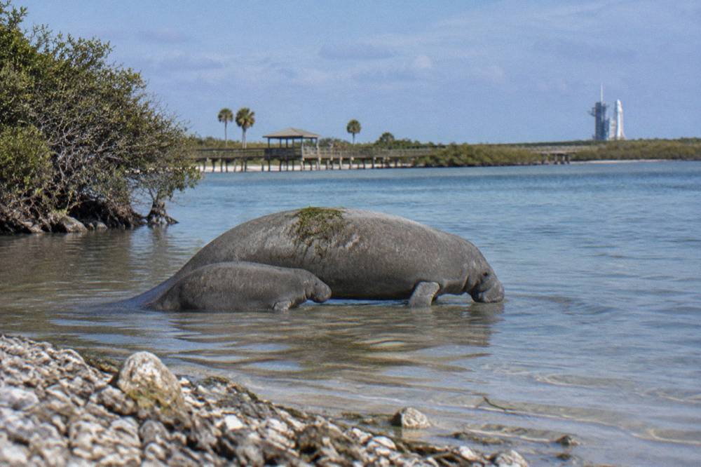A manatee mother and calf swimming together in shallow lagoon water