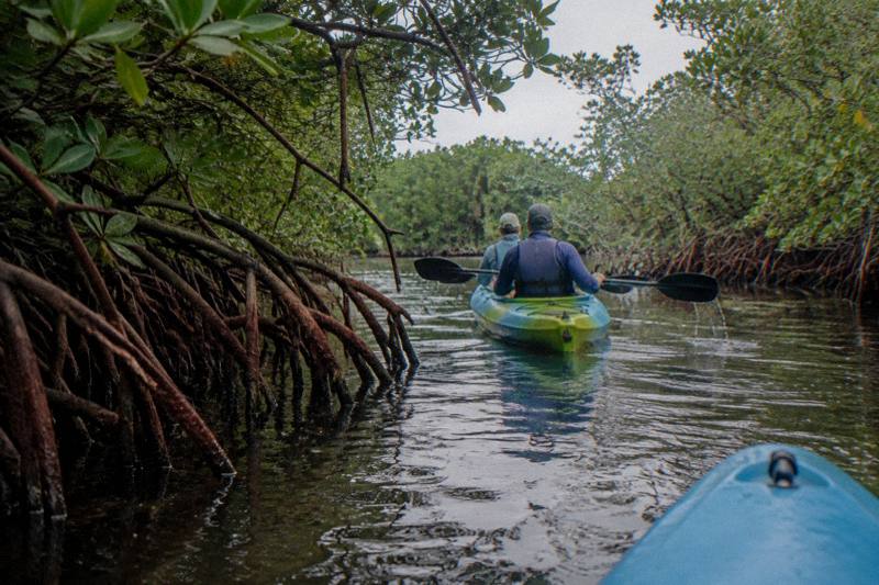 Kayakers paddling through Thousand Islands mangroves in the Indian River Lagoon