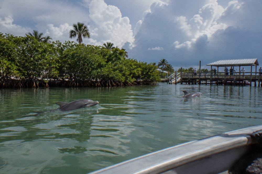 A bottlenose dolphin surfacing in calm green lagoon water near mangroves