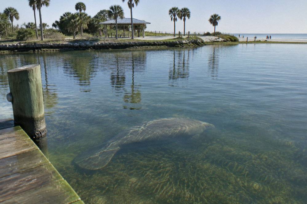 A manatee swimming just below the surface over a seagrass bed