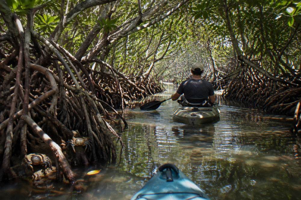 A narrow mangrove tunnel with a kayak gliding through dappled shade