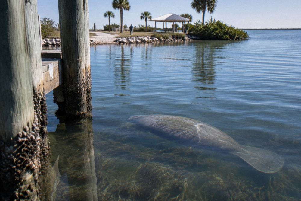 Manatee swimming just below the surface of clear green lagoon water with seagrass below