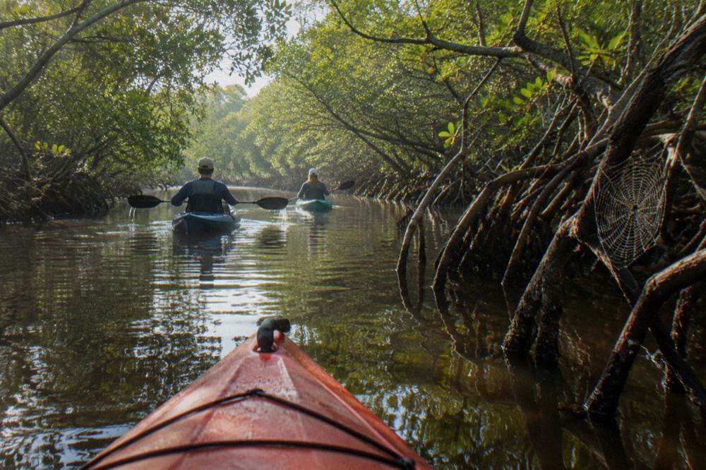 Kayakers gliding through a narrow mangrove tunnel channel with reflections on still water