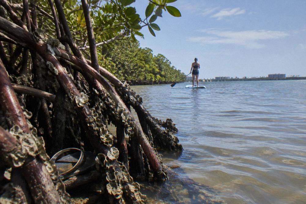 A paddleboarder standing in shallow calm lagoon water near a mangrove shoreline