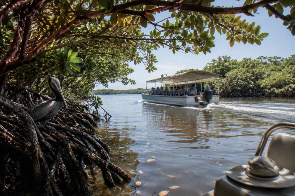 An open eco tour boat gliding through mangrove-lined lagoon water