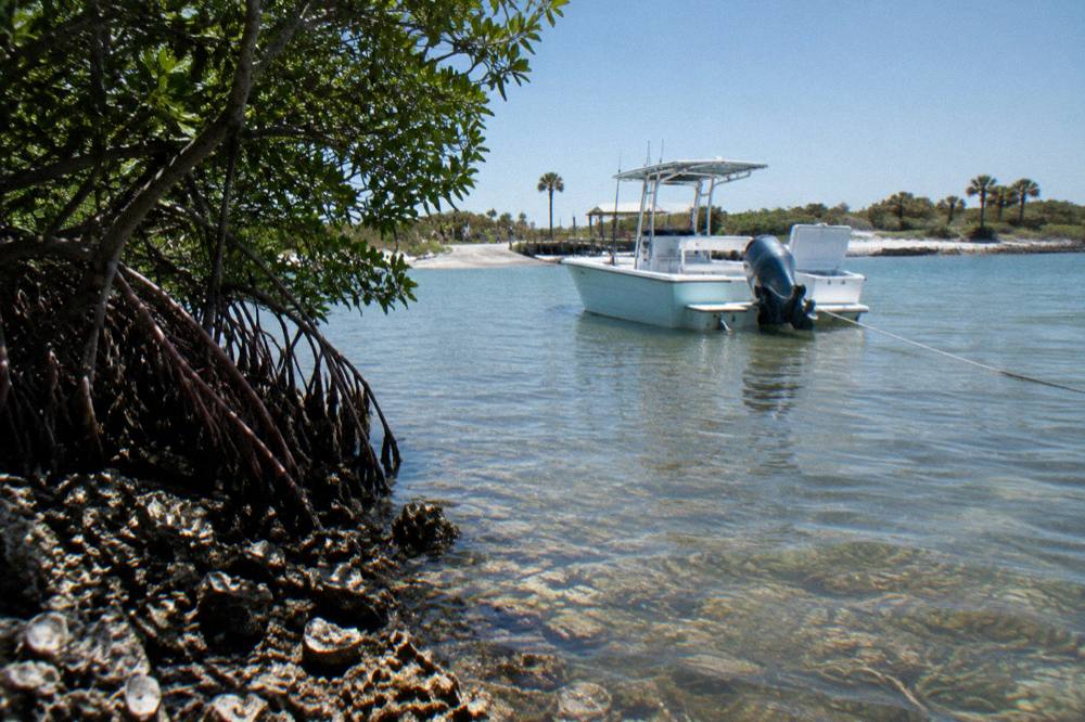 A private charter boat anchored near a mangrove shoreline at midday