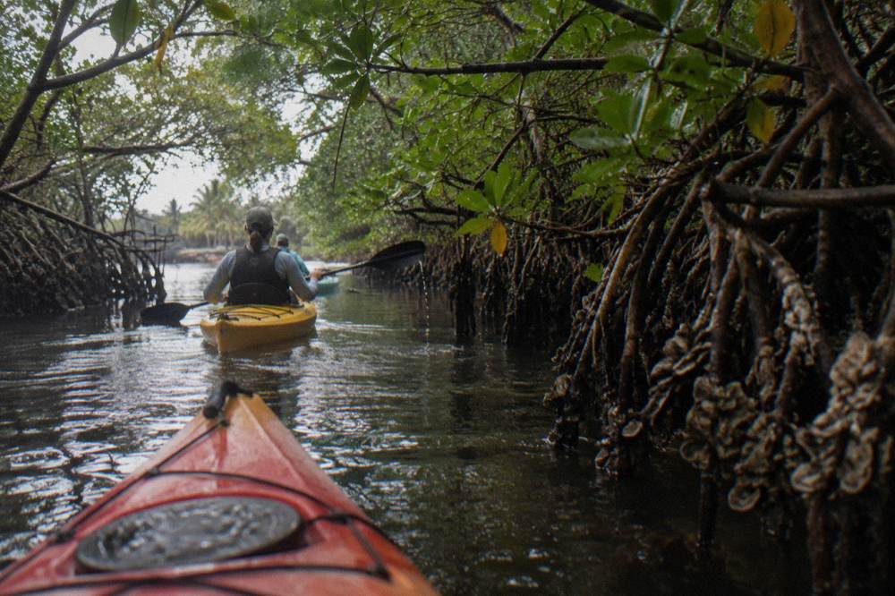 Single kayaks gliding through a narrow mangrove tunnel