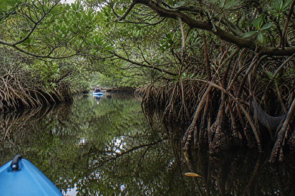A narrow mangrove tunnel channel with overhanging green branches and still water
