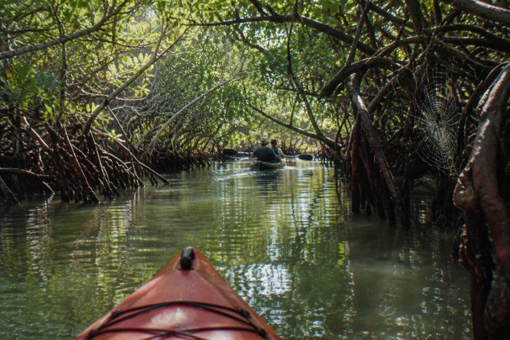 A tandem kayak gliding through a narrow mangrove tunnel in calm green water