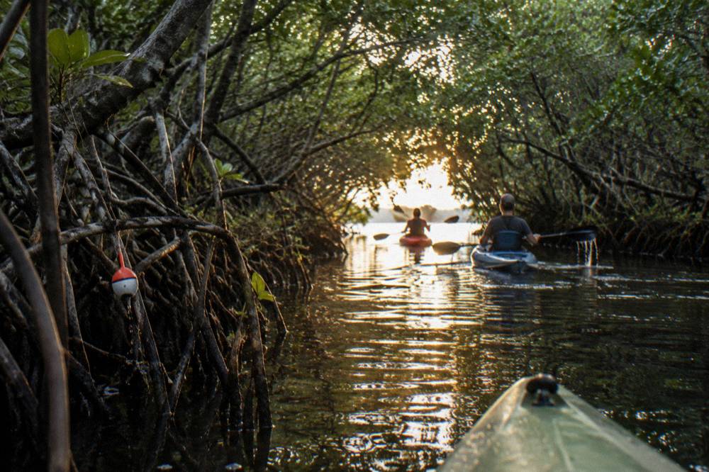 Two kayaks gliding through a narrow mangrove tunnel with warm late day light on the water