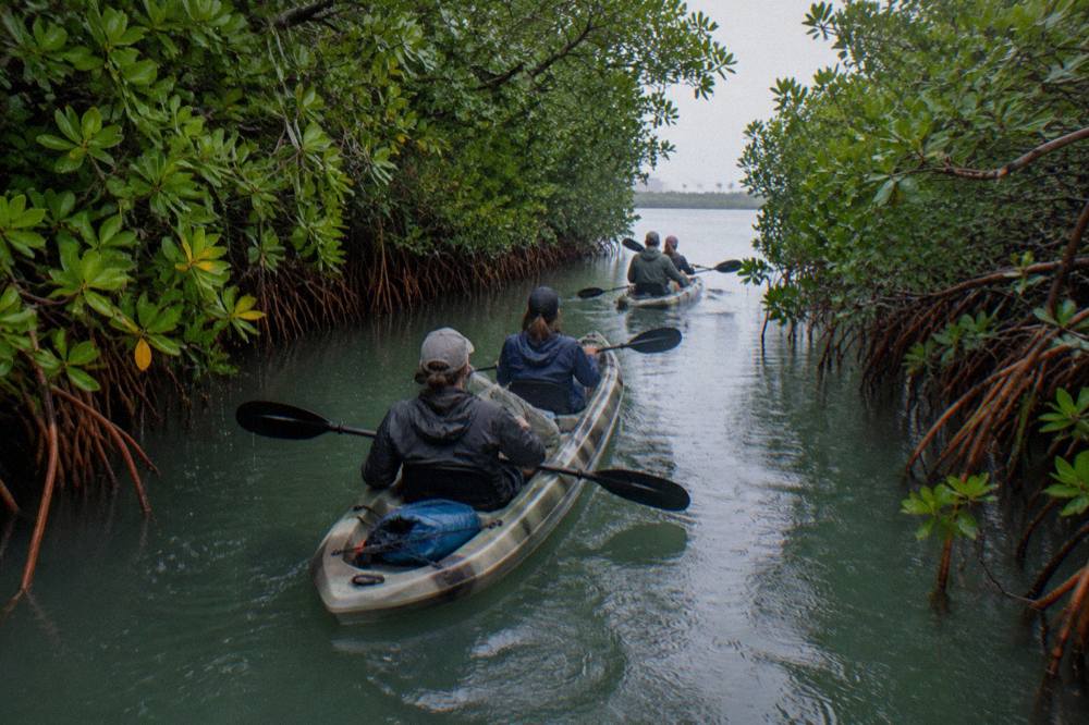 Tandem kayaks floating in a narrow mangrove tunnel on calm green water