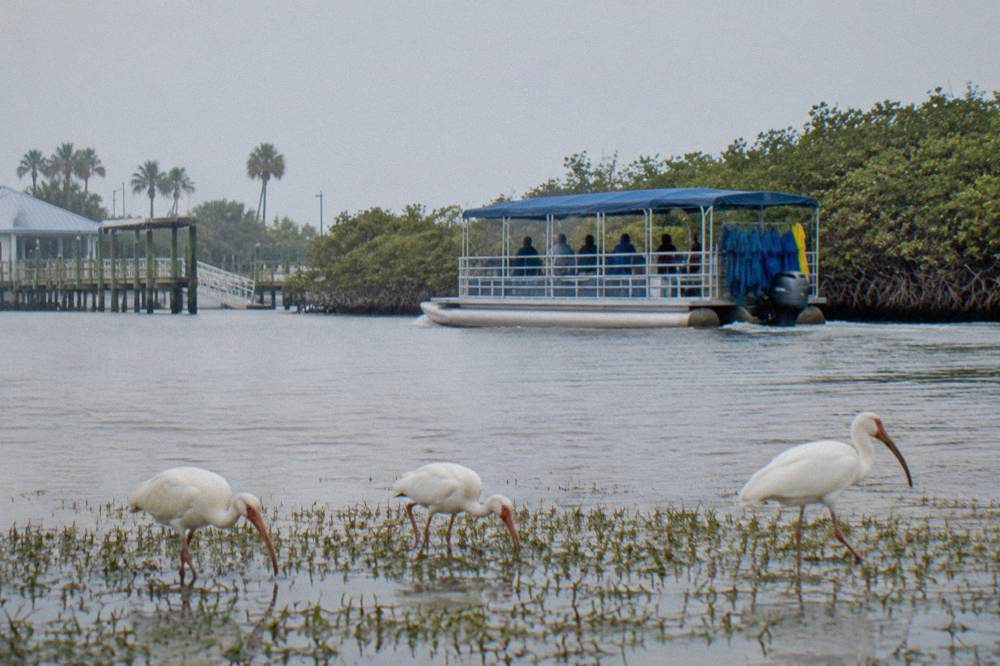 A covered pontoon eco boat passing a mangrove shoreline with birds standing in shallows
