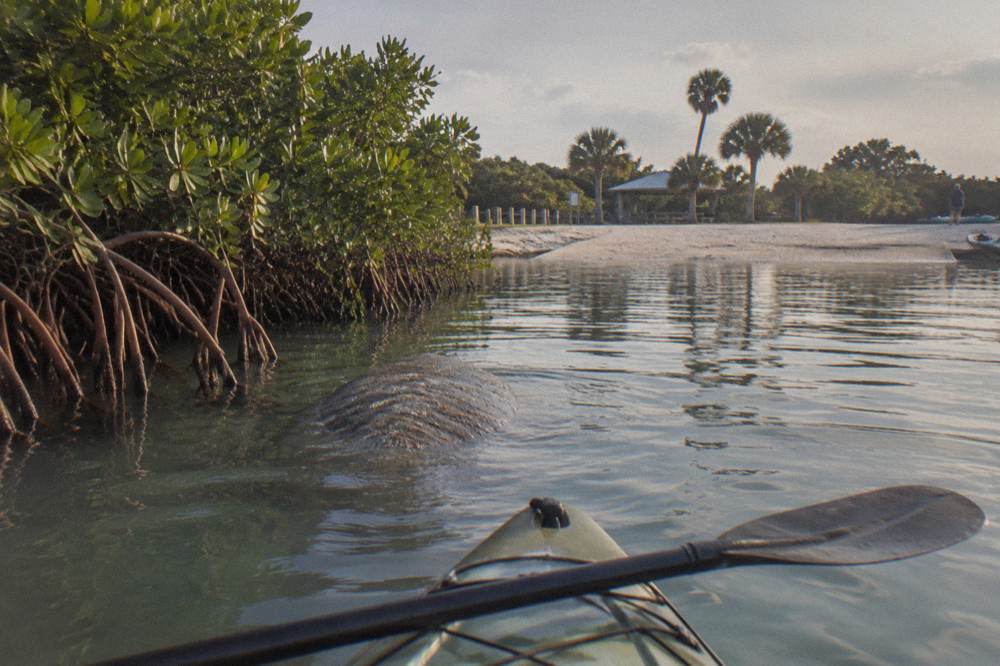 A manatee surfacing beside mangroves in still lagoon water