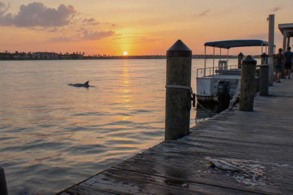 Dolphin fin breaking calm lagoon water at sunset