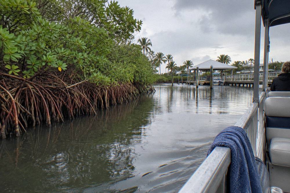 Tour boat cruising a calm lagoon channel lined with mangroves