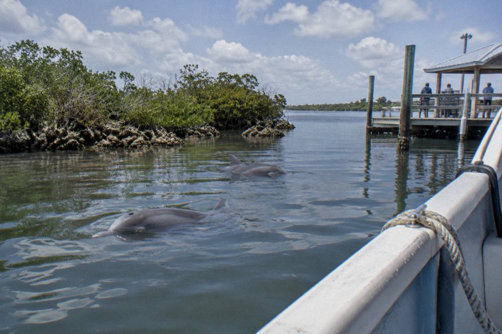 Dolphins surfacing in calm lagoon water beside mangrove islands